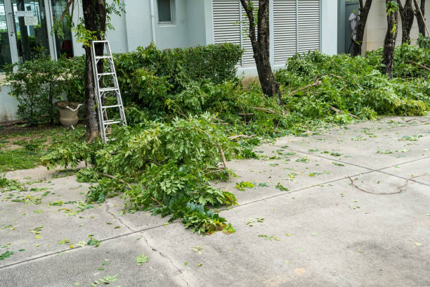 How Our Tree Care Process Works  in  Anderson, SC