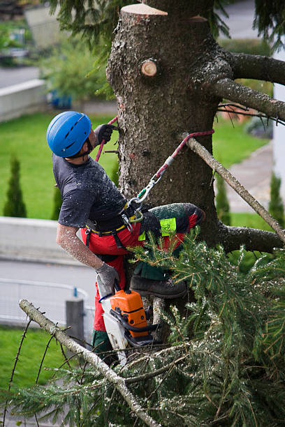 Best Stump Grinding and Removal  in Anderson, SC