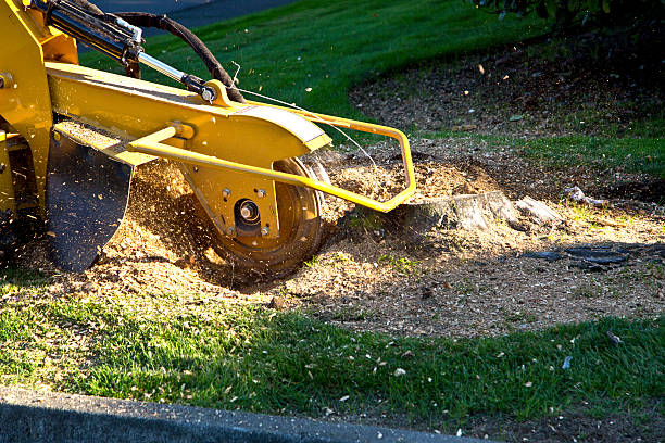 Best Storm Damage Tree Cleanup  in Anderson, SC